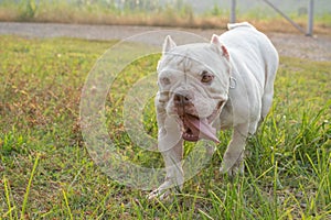 American Exotic Bullies are playing in the garden