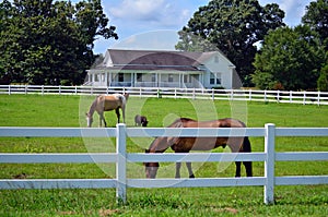 American Farm House Horse Pig Picket Fence photo