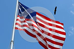 American flag and bald eagle