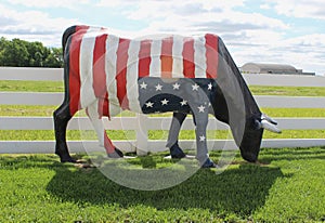 An American Flag on a Cow