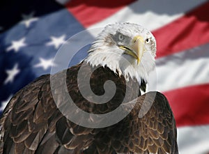 American flag and eagle