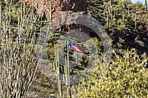 American flag on a hill in Arizona with a background of saguaro cactus