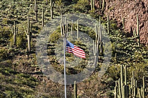 American flag on a hill in Arizona with a background of saguaro cactus