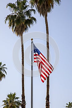 The American Flag and Palm Trees