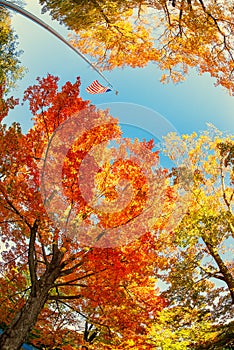 American flag waving in the wind with beautiful autumn tree tops against blue sky