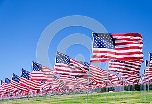 American flags on a field