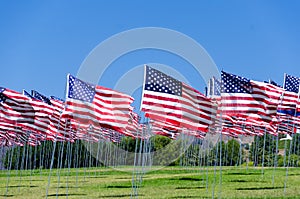 American flags on a field