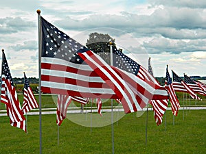 American flags in field