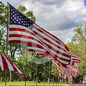 American flags flying in the breeze