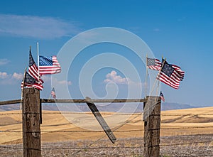 American Flags flying  over Wheat Fields