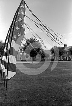 American Flags on a Grassy Field