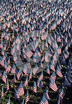 American Flags in Honor of Our Veterans