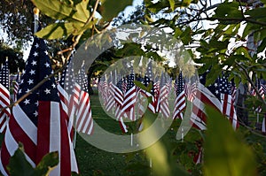 American Flags. Memorial Day holiday.