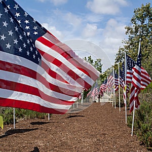 American flags. Memorial Day, Independence Day and Veterans Day