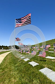 American Flags at National Cemetery