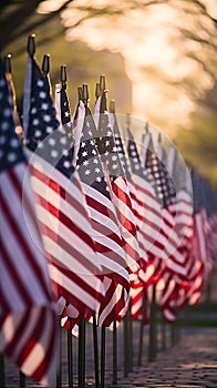 American flags set up for happy Veterans Day, Memorial Day, and Independence Day. Afternoon sun