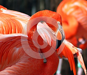 American flamingo