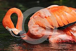 The American Flamingo