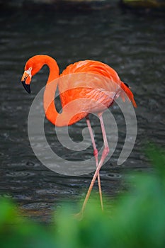 American flamingo