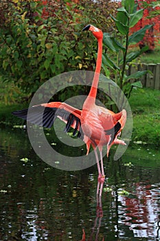 American flamingo