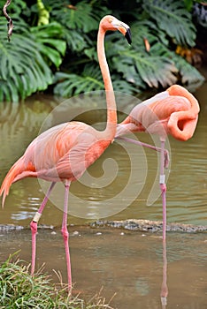 American Flamingo