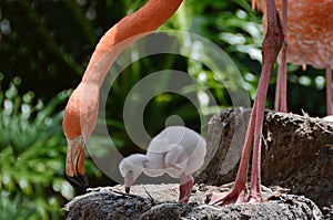 American Flamingo with baby