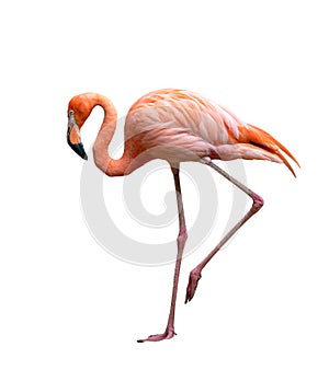 American flamingo bird Phoenicopterus ruber isolated on white