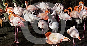 American Flamingo or Caribbean Flamingo, Phoenicopterus ruber.