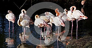 American Flamingo or Caribbean Flamingo, Phoenicopterus ruber.