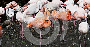 American Flamingo or Caribbean Flamingo, Phoenicopterus ruber.