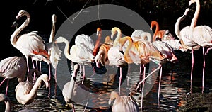 American Flamingo or Caribbean Flamingo, Phoenicopterus ruber.