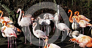 American Flamingo or Caribbean Flamingo, Phoenicopterus ruber.