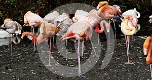 American Flamingo or Caribbean Flamingo, Phoenicopterus ruber.