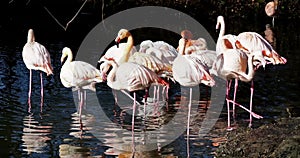 American Flamingo or Caribbean Flamingo, Phoenicopterus ruber.