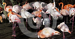 American Flamingo or Caribbean Flamingo, Phoenicopterus ruber.