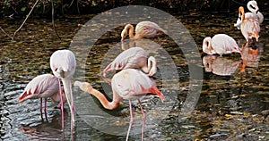 American Flamingo or Caribbean Flamingo, Phoenicopterus ruber.