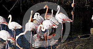 American Flamingo or Caribbean Flamingo, Phoenicopterus ruber.