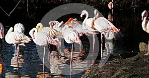 American Flamingo or Caribbean Flamingo, Phoenicopterus ruber.