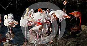 American Flamingo or Caribbean Flamingo, Phoenicopterus ruber.