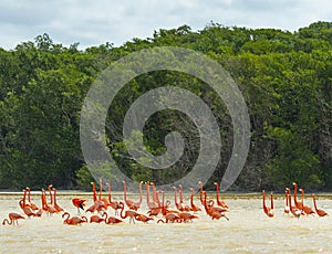 American Flamingo, Celestun Biosphere, Mexico