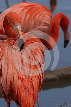 American flamingo cleaning its feathers