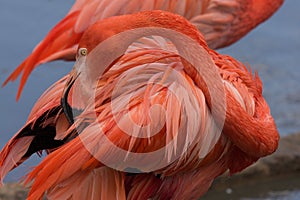 American flamingo cleaning its feathers