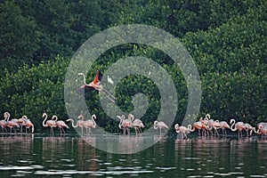 American Flamingo flying in Caroni Swamp in Trinidad and Tobago