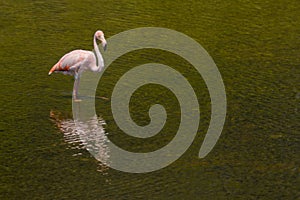 American Flamingo in Galapagos islands