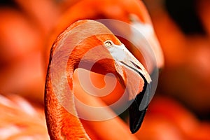 American Flamingo Head Shot