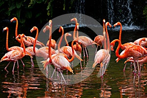 American Flamingo, Orange flamingo