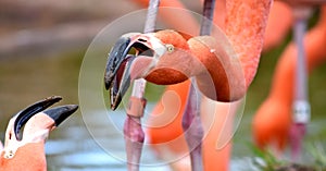 American flamingo, orange/pink plumage, Oklahoma City Zoo and Botanical Garden