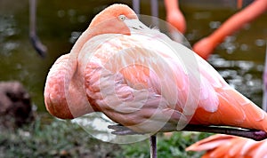 American flamingo, orange/pink plumage, Oklahoma City Zoo and Botanical Garden