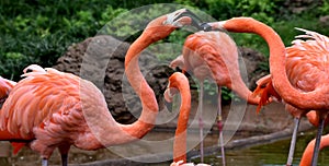 American flamingo, orange/pink plumage, Oklahoma City Zoo and Botanical Garden