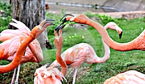 American flamingo, orange/pink plumage, Oklahoma City Zoo and Botanical Garden